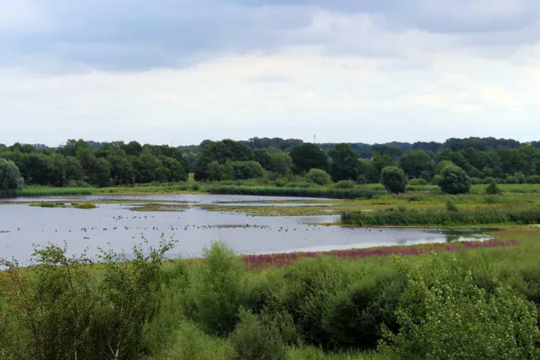 Foto von Landschaft in den Rieselfeldern